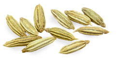 fennel seed