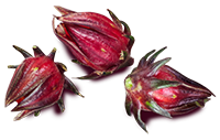 hibiscus