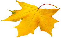 leaf