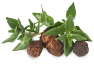 peppercorn