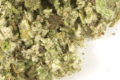 Coltsfoot leaf, c/s Organic image