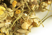 Chamomile (Egyptian), whole image