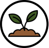 sprout